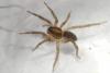 Trochosa sp.